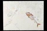 Cretaceous Predatory Fish (Eurypholis) - Fish In Stomach! #173369-1